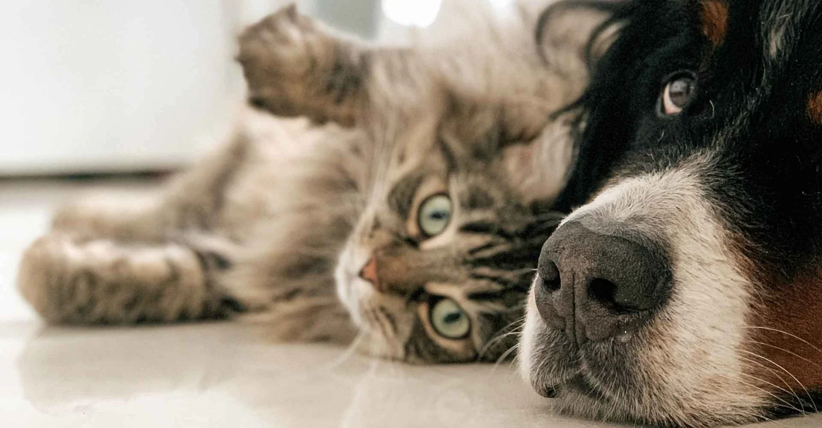 a-guide-to-bringing-a-new-pet-home